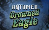 Untamed Crowned Eagle